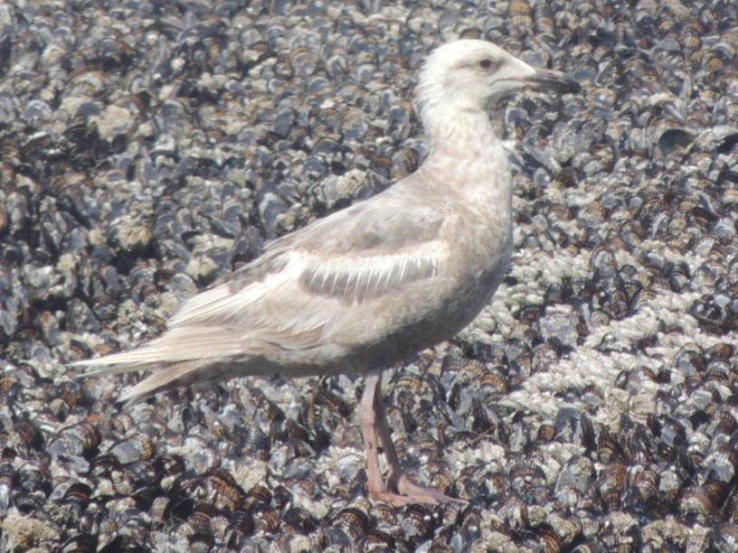 unknown gull species