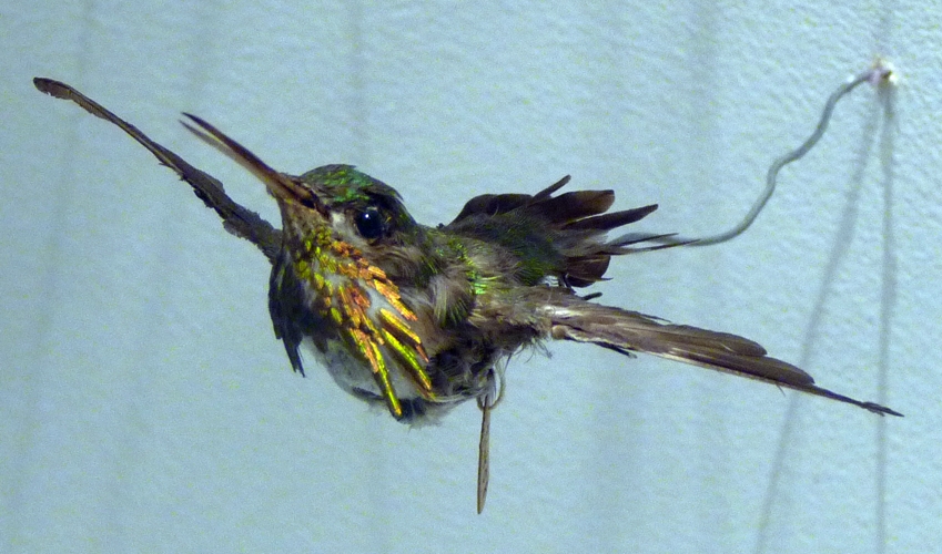 Unknown hummingbird, please help ID!