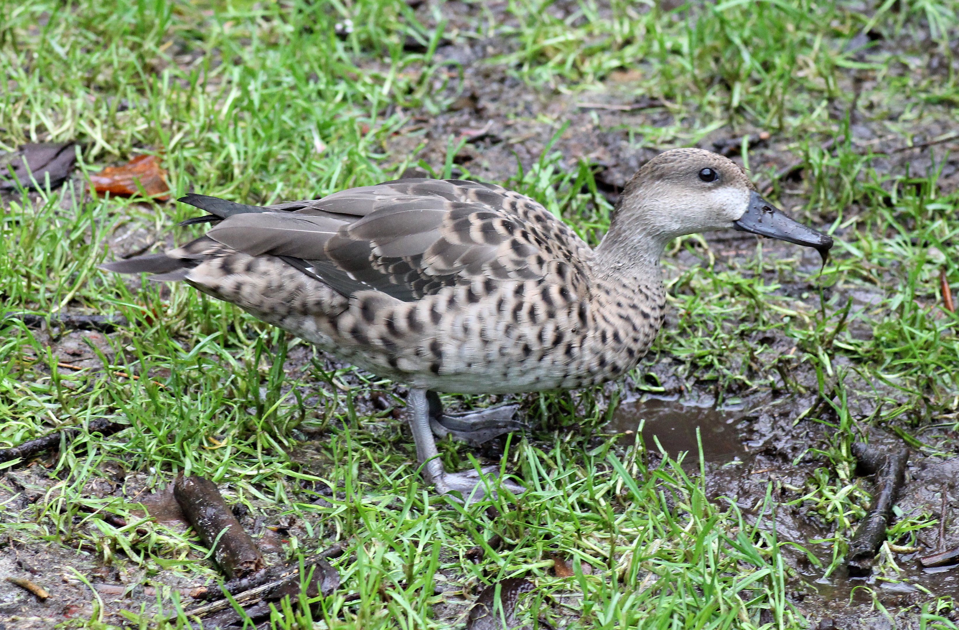 Unknown Hybrid - Weltvogelpark Walsrode