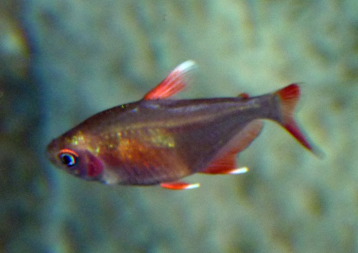 UNKNOWN Hyphessobrycon, please ID!!!