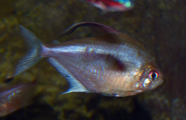 UNKNOWN Hyphessobrycon, please ID!!!