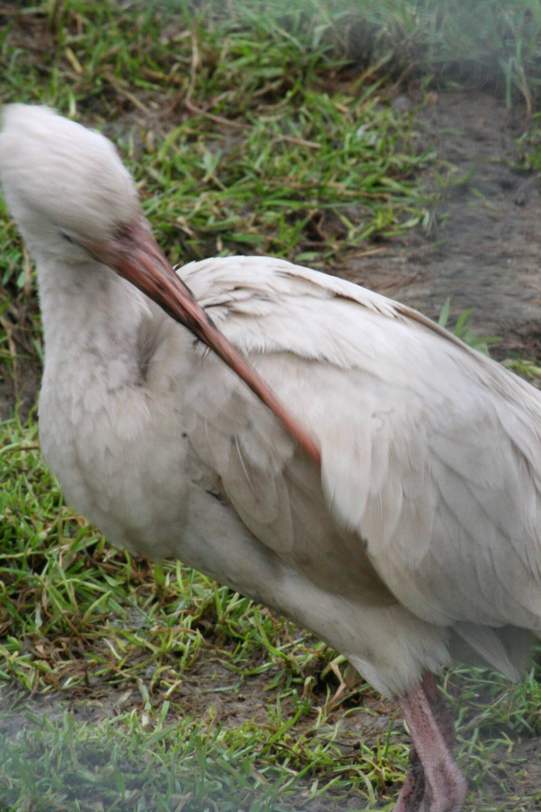 Unknown ibis