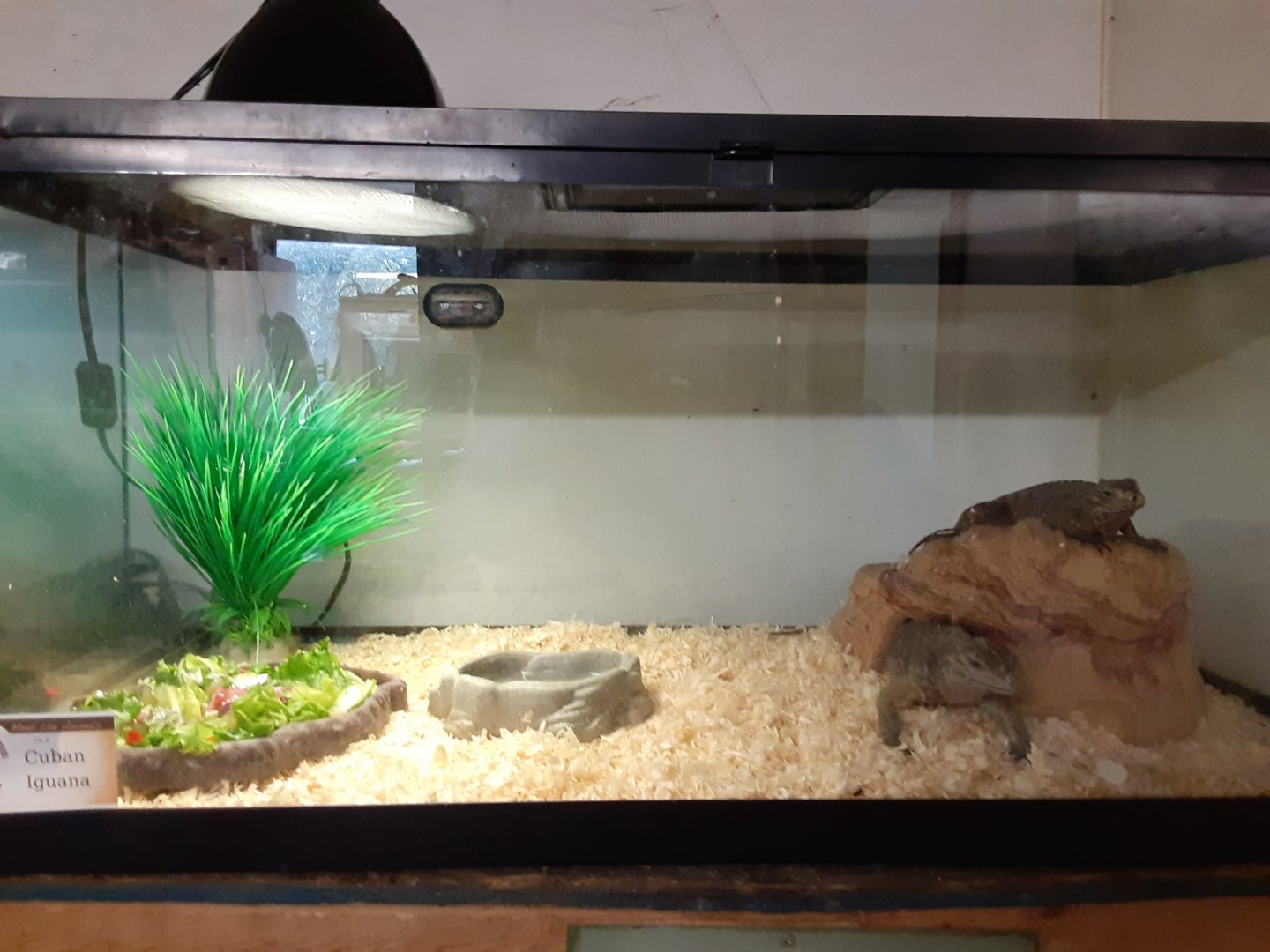 Unknown Iguana species