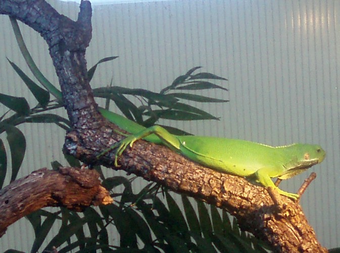 Unknown iguanid in Madrid Zoo, Spain