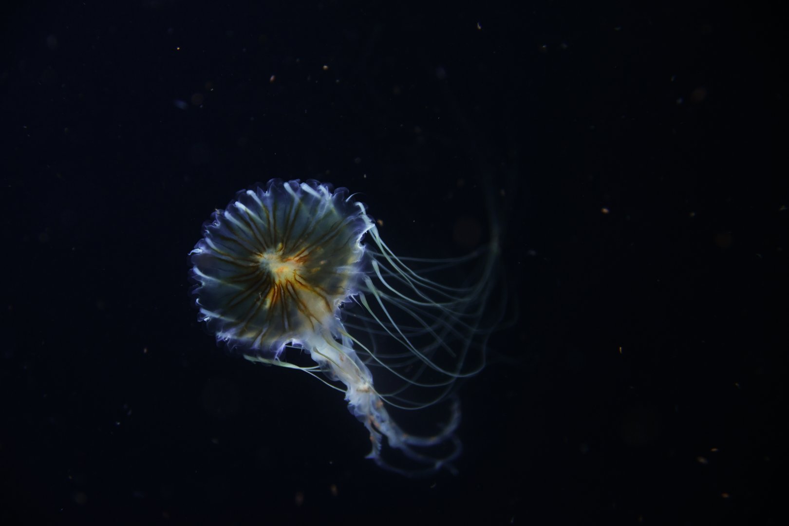 Unknown jellyfish