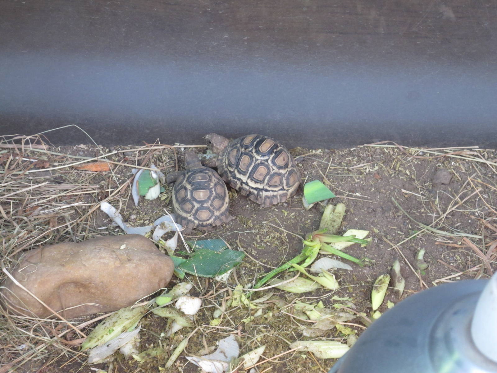 Unknown Juvenile Tortoises