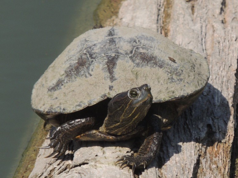unknown kansas turtle