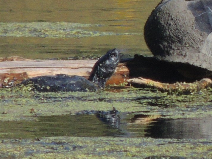 unknown kansas turtle