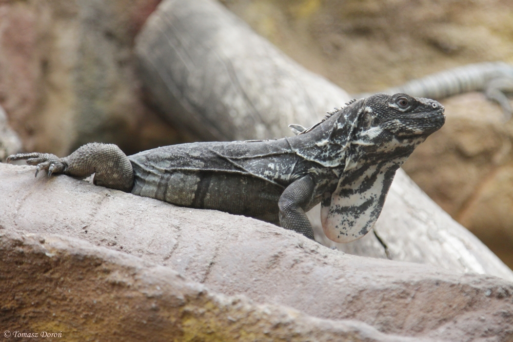 Unknown lizard from Artis Royal Zoo in Amsterdam
