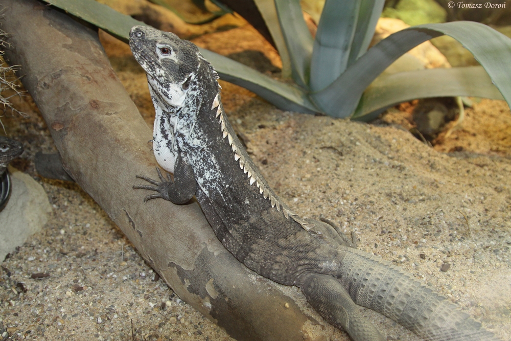 Unknown lizard from Artis Royal Zoo in Amsterdam