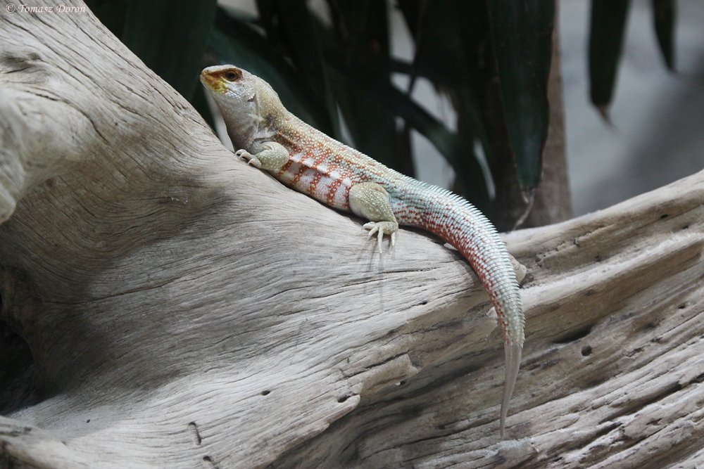 Unknown lizard from Terrarium in Tiergarten Schonbrunn