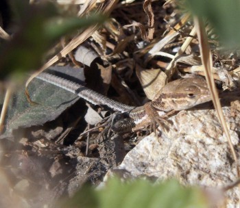 Unknown lizard - maybe Takydromus sp?