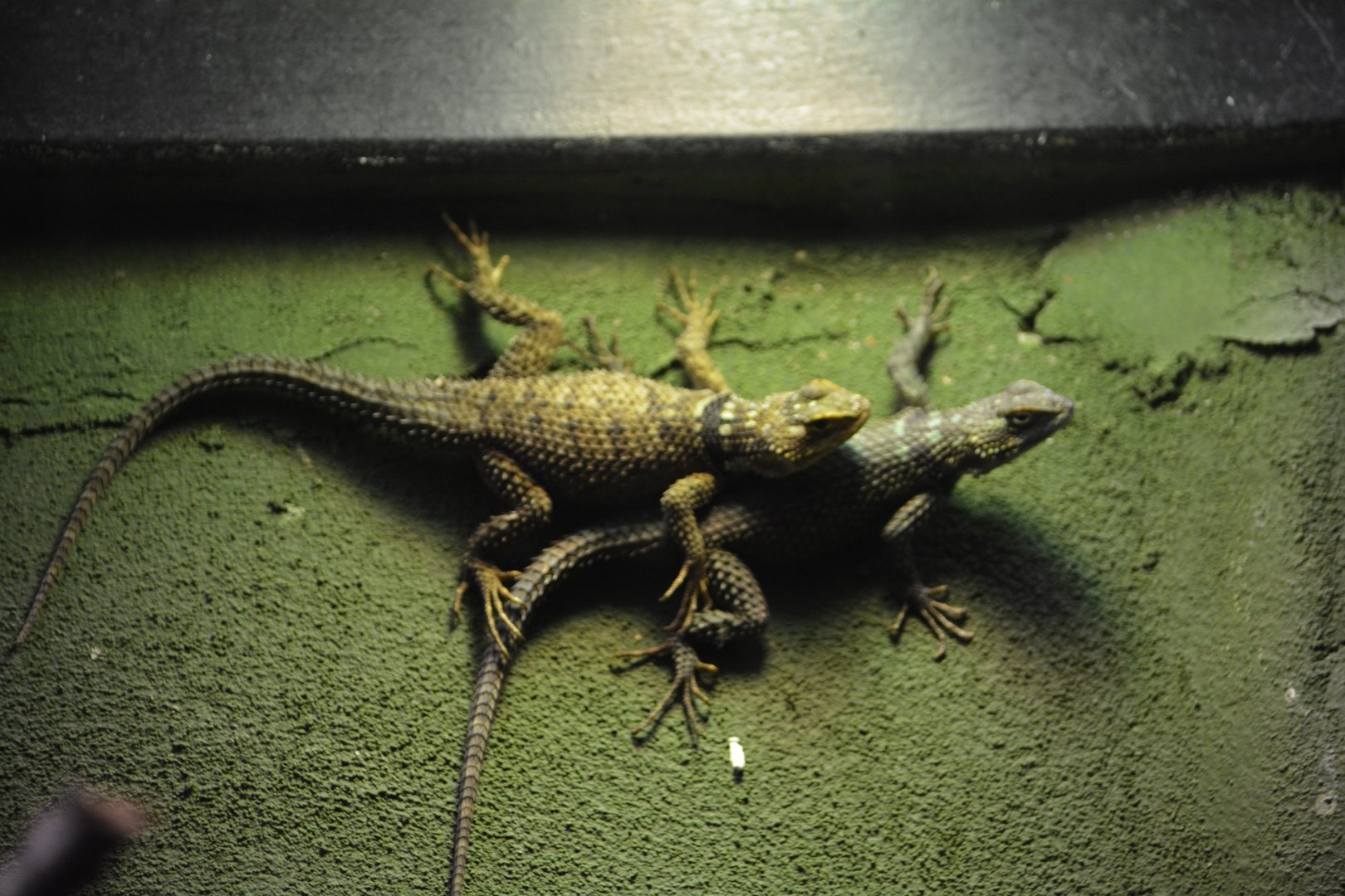 Unknown Lizard - Reptilandia Reptile Lagoon