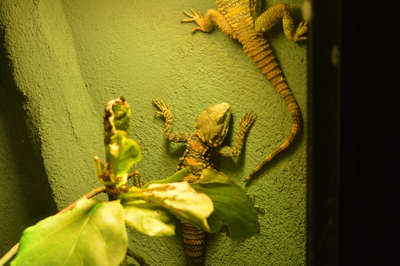 Unknown Lizard - Reptilandia Reptile Lagoon