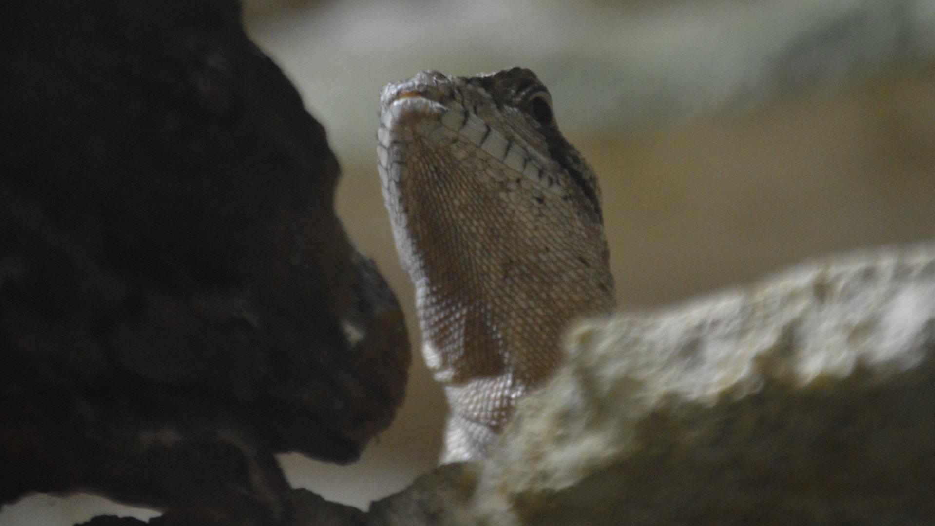 Unknown Lizard Species at DWA (Summer 2019)