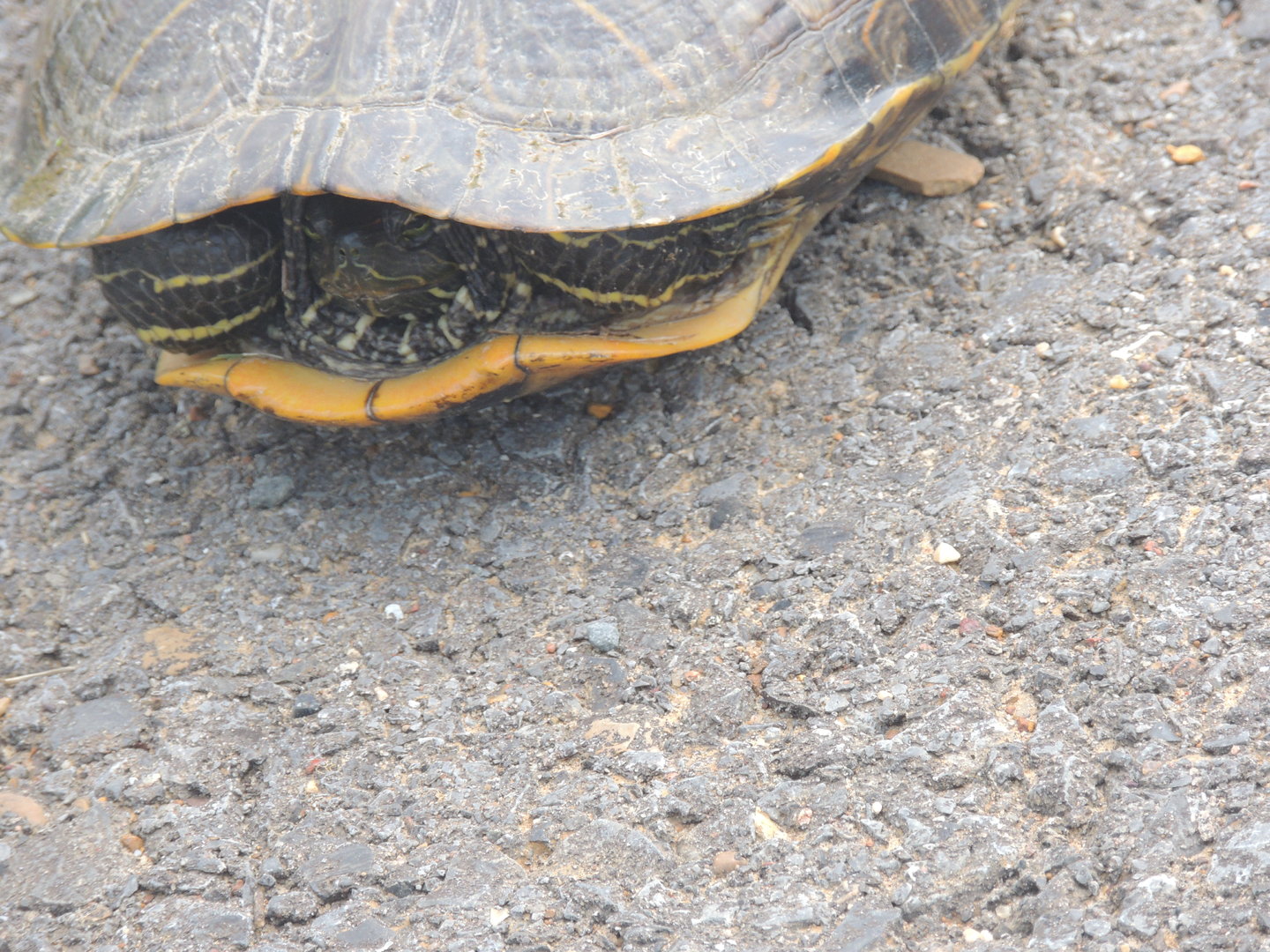 unknown Louisiana turtle