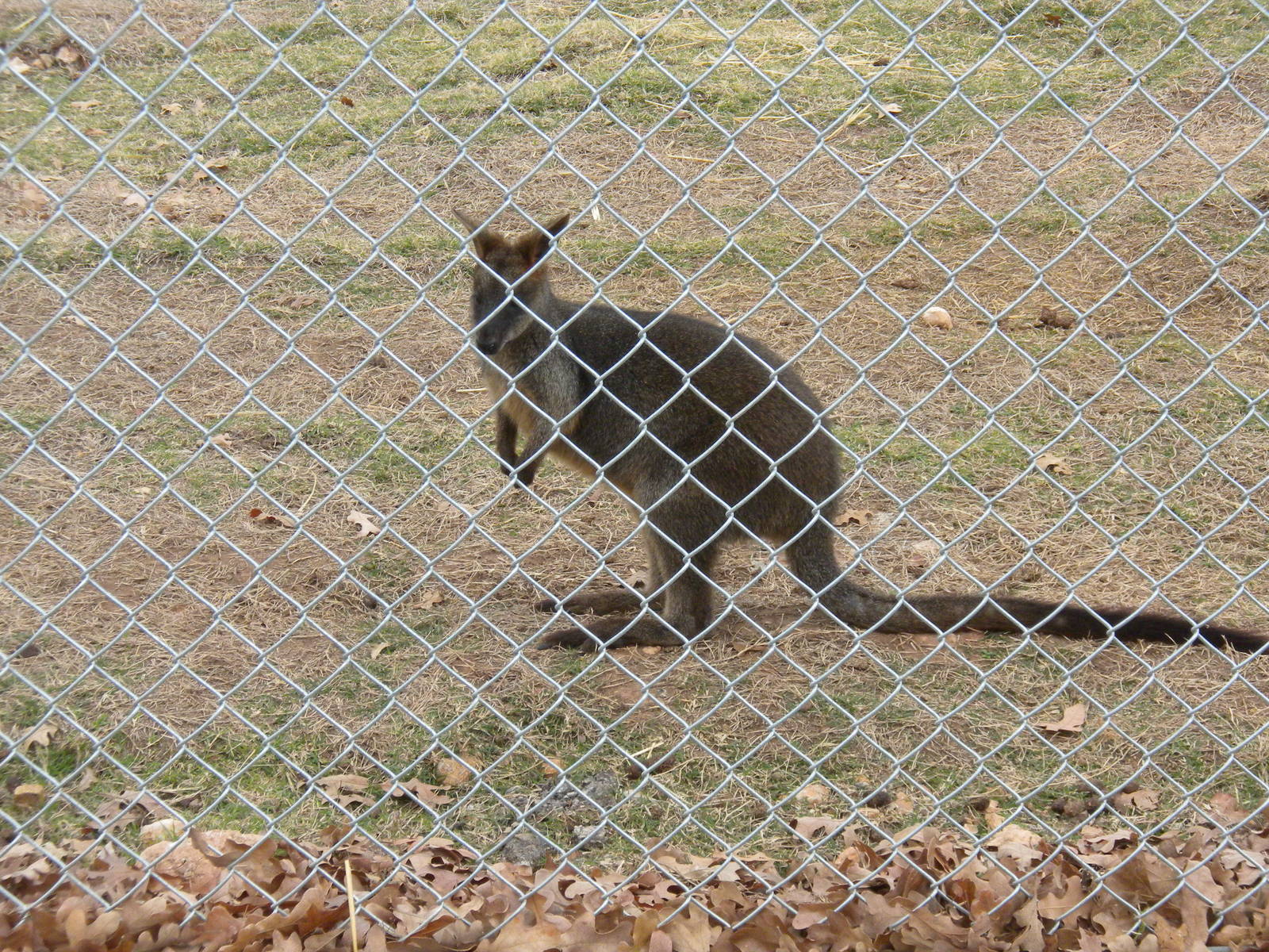 Unknown macropod