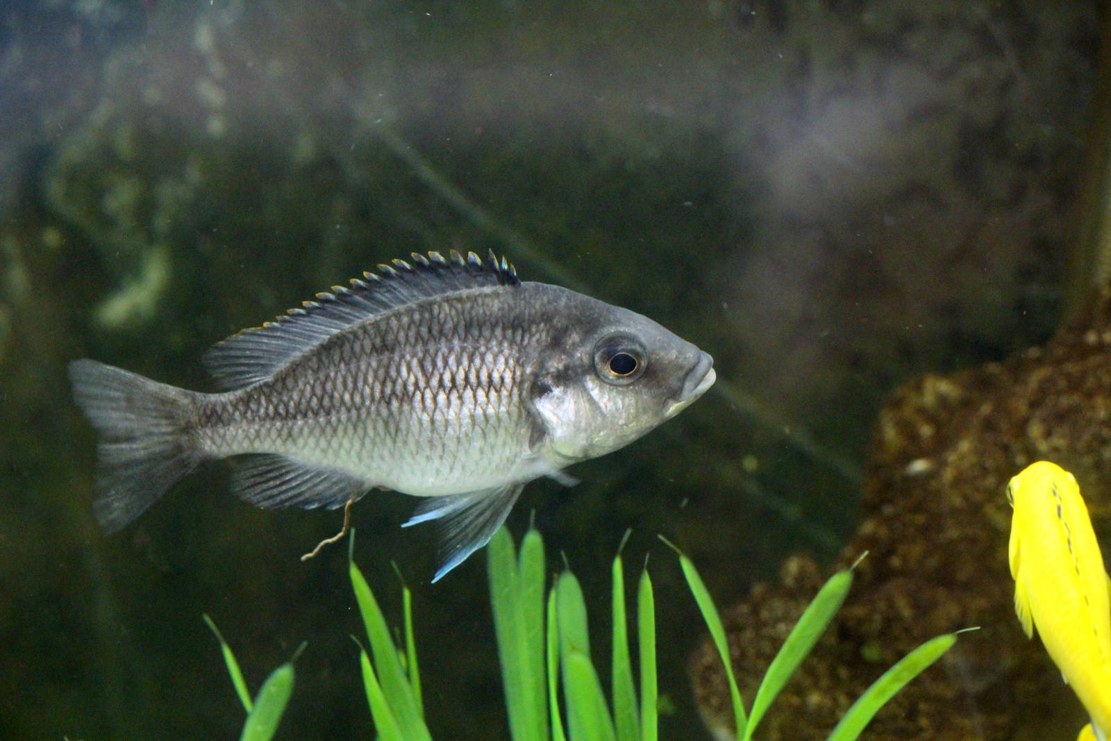 Unknown Malawi Cichlid