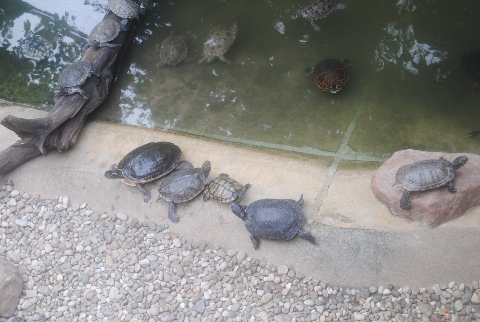 Unknown map turtles in Tierpark Berlin 2017