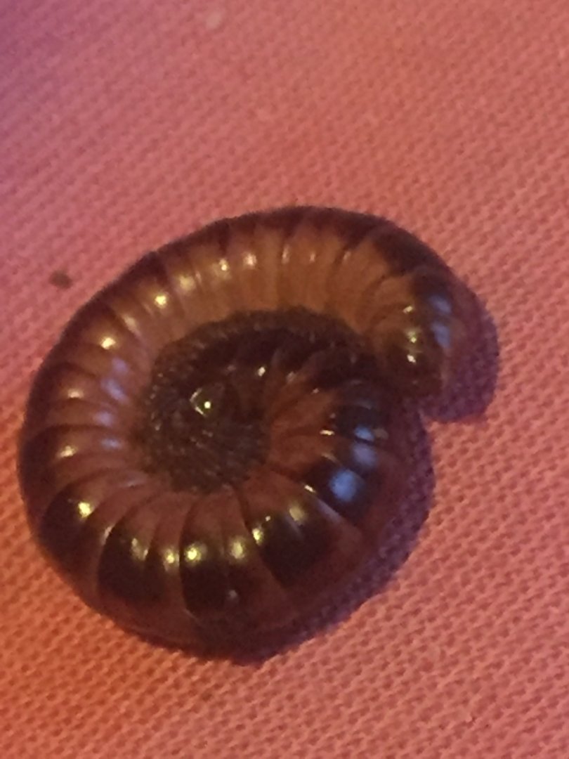 Unknown Milipede ID needed