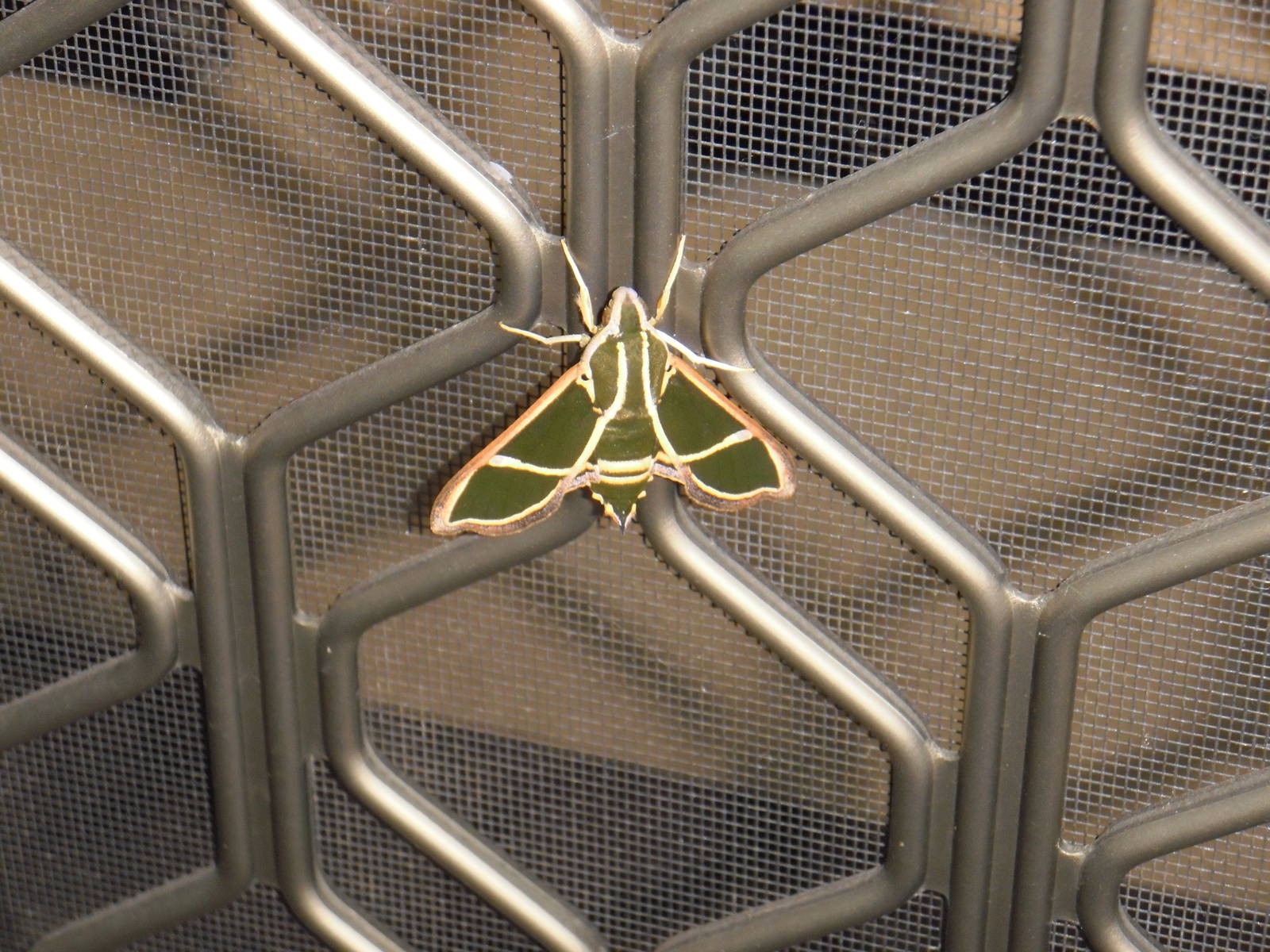 Unknown Moth
