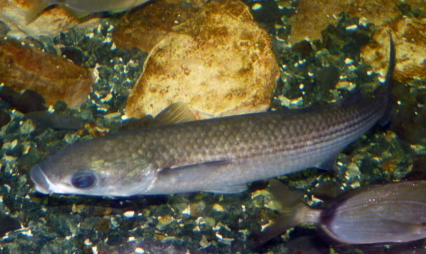 UNKNOWN Mugilidae, please help ID!!! (22-7-17 Faunia)