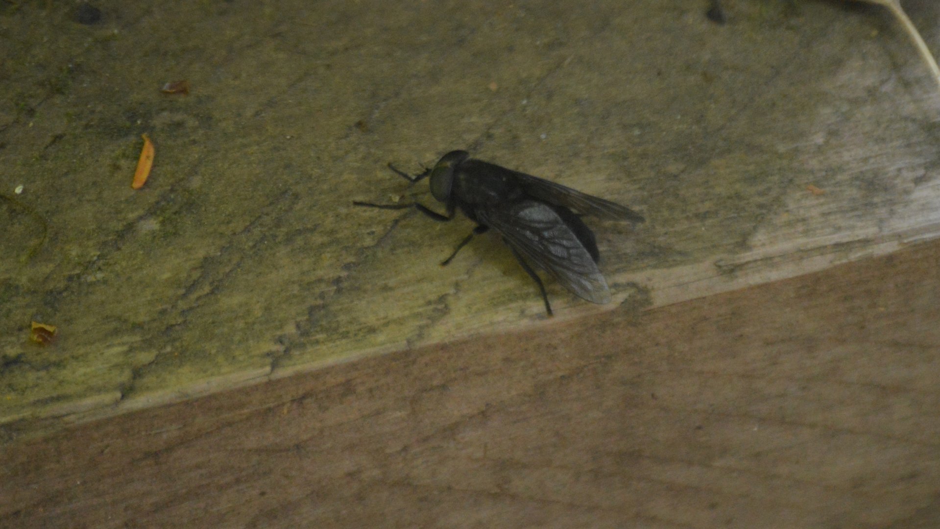 Unknown Olympic National Park Insect 1