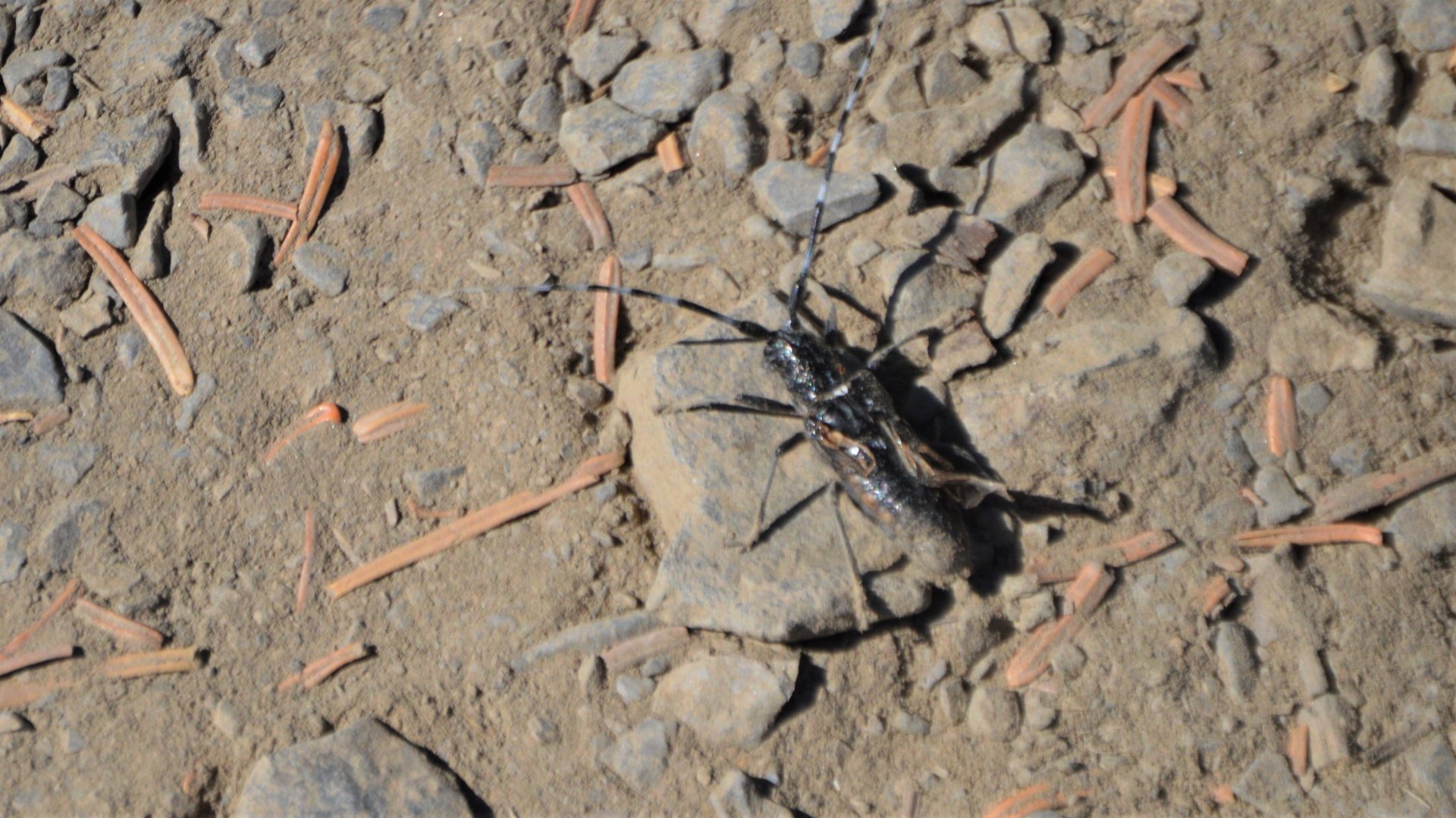 Unknown Olympic National Park Insect 3