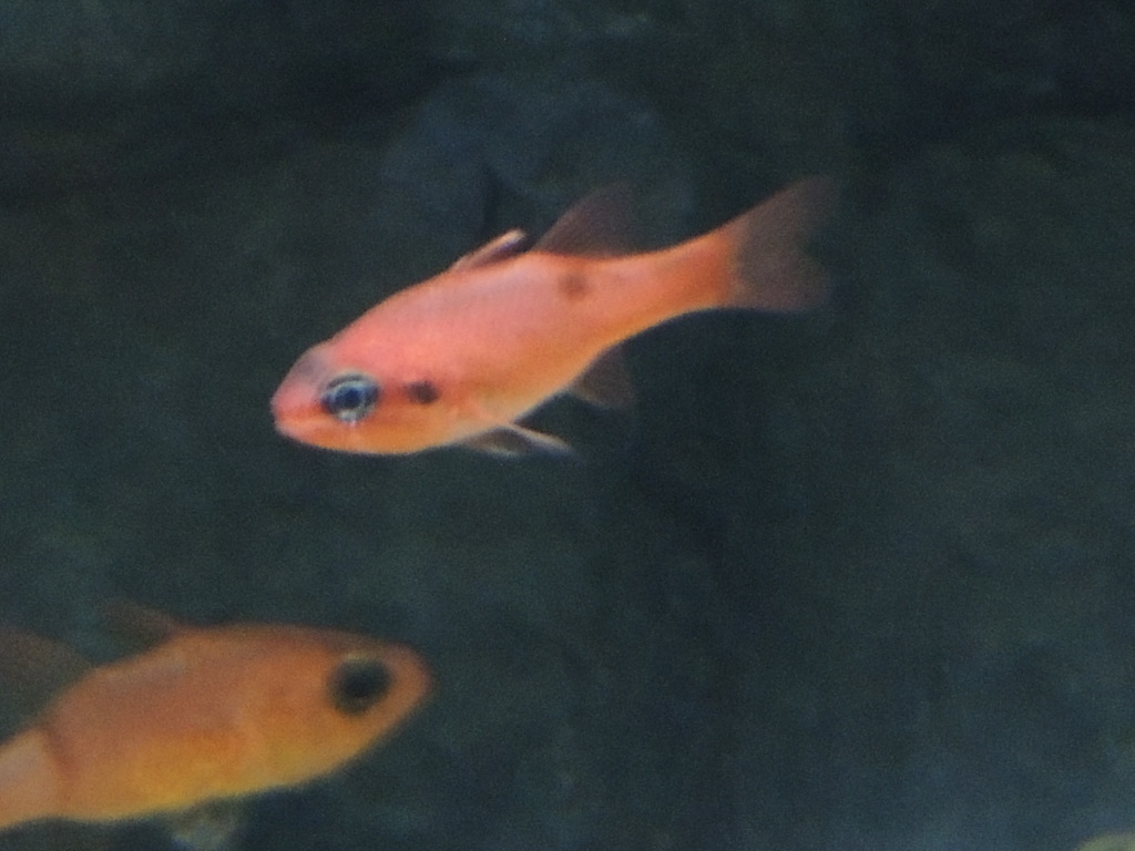 unknown orange fish