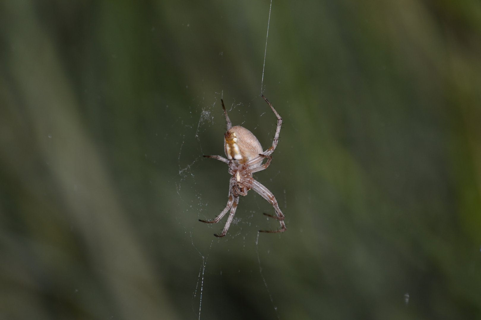 Unknown Orb Weaver Spider