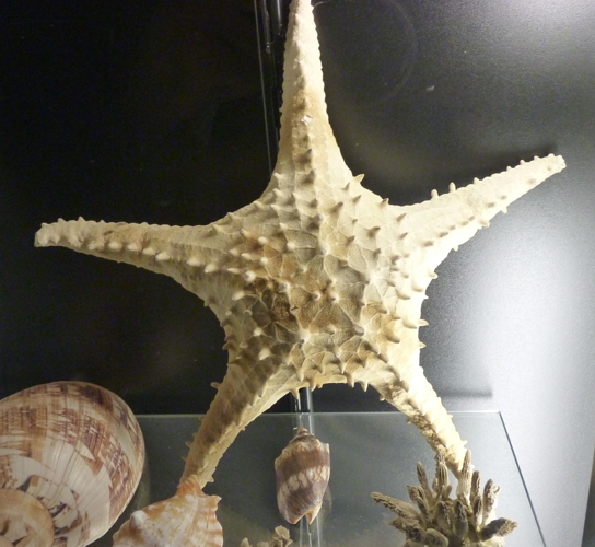 Unknown oreasterid? starfish for ID??