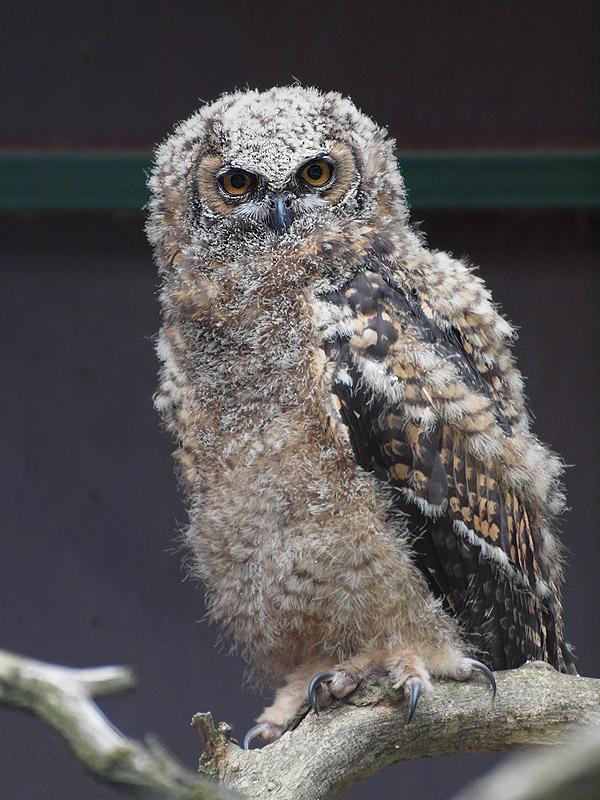 Unknown owl chick