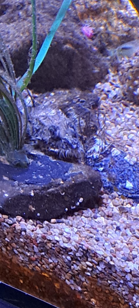 unknown pacific ocean fish