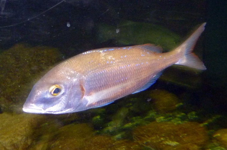 UNKNOWN Pagellus sp? please help ID!!! (22-7-17 Faunia)