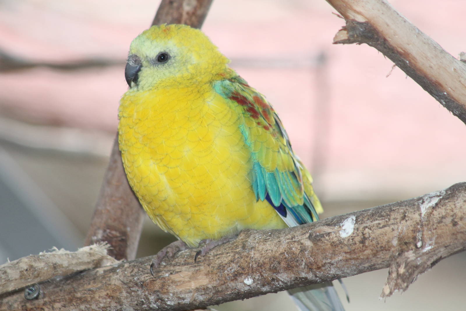 unknown parakeet