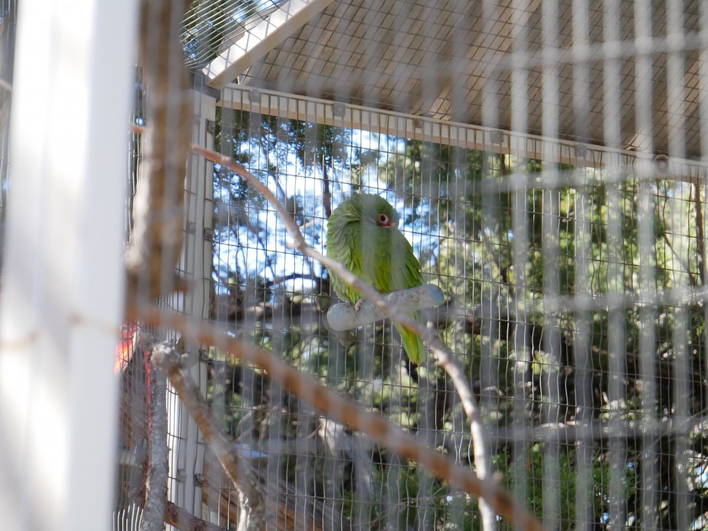 Unknown Parrot - Austin Zoo