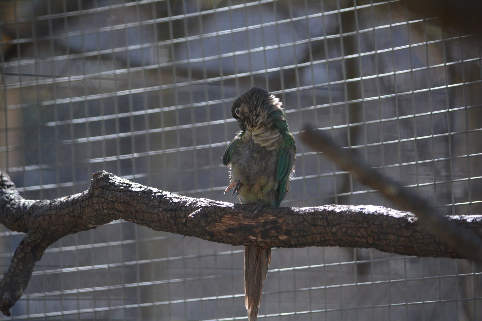 Unknown Parrot - Austin