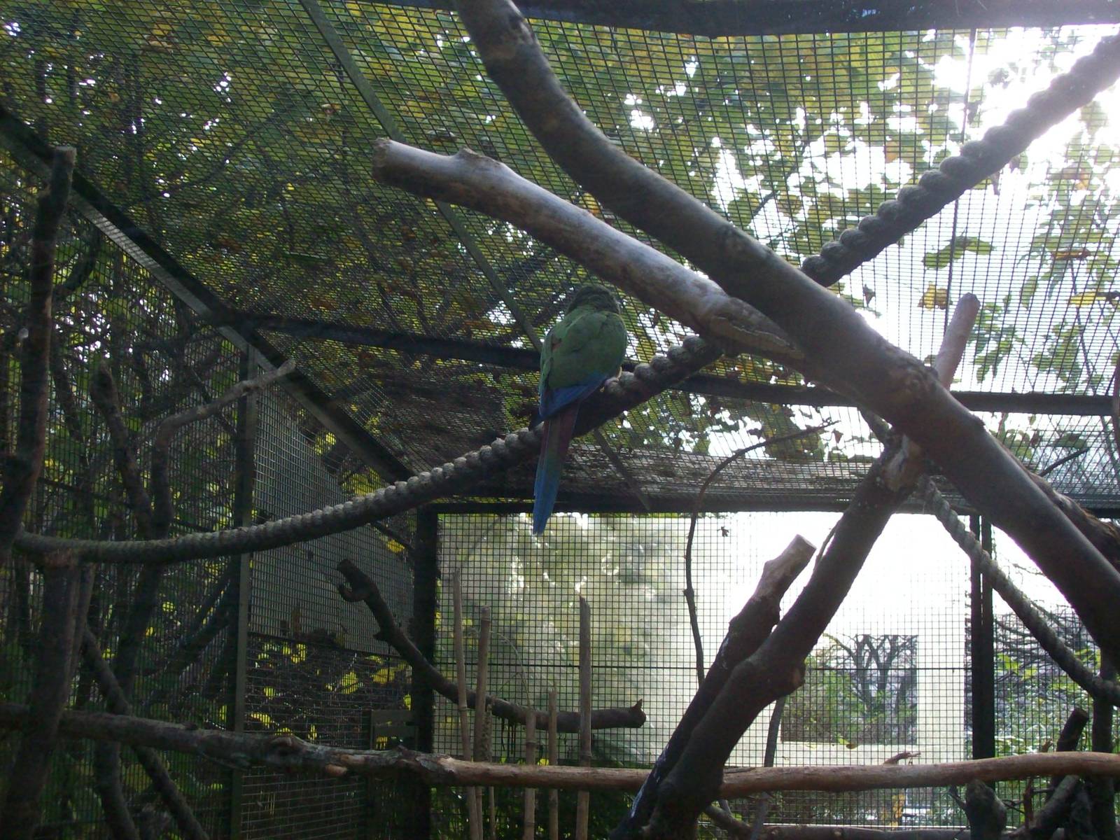 unknown parrot species