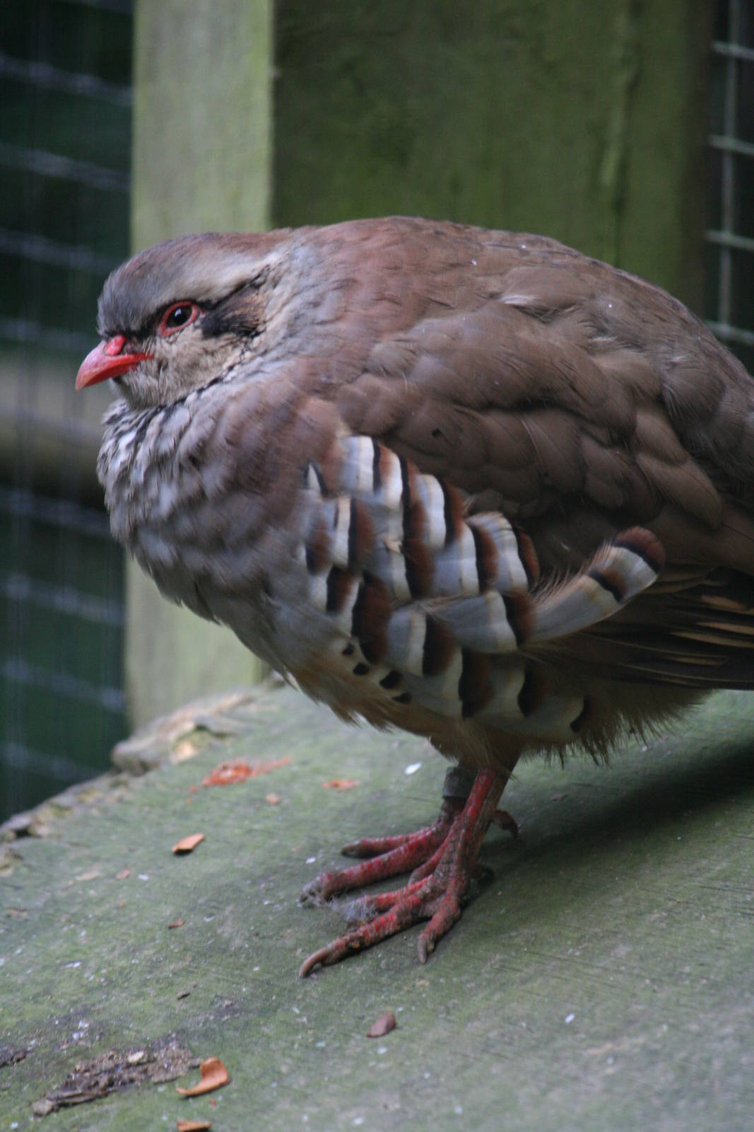 Unknown partridge species