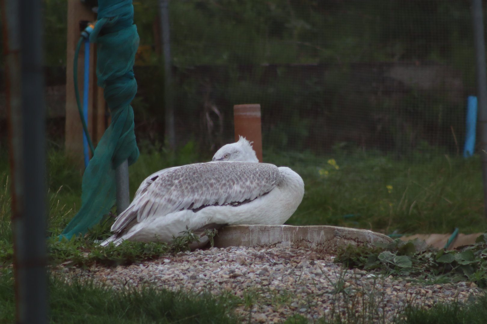 Unknown Pelican Sp. - 1 August 2020