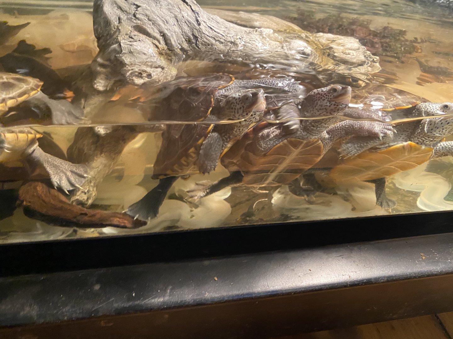 Unknown pile of turtles