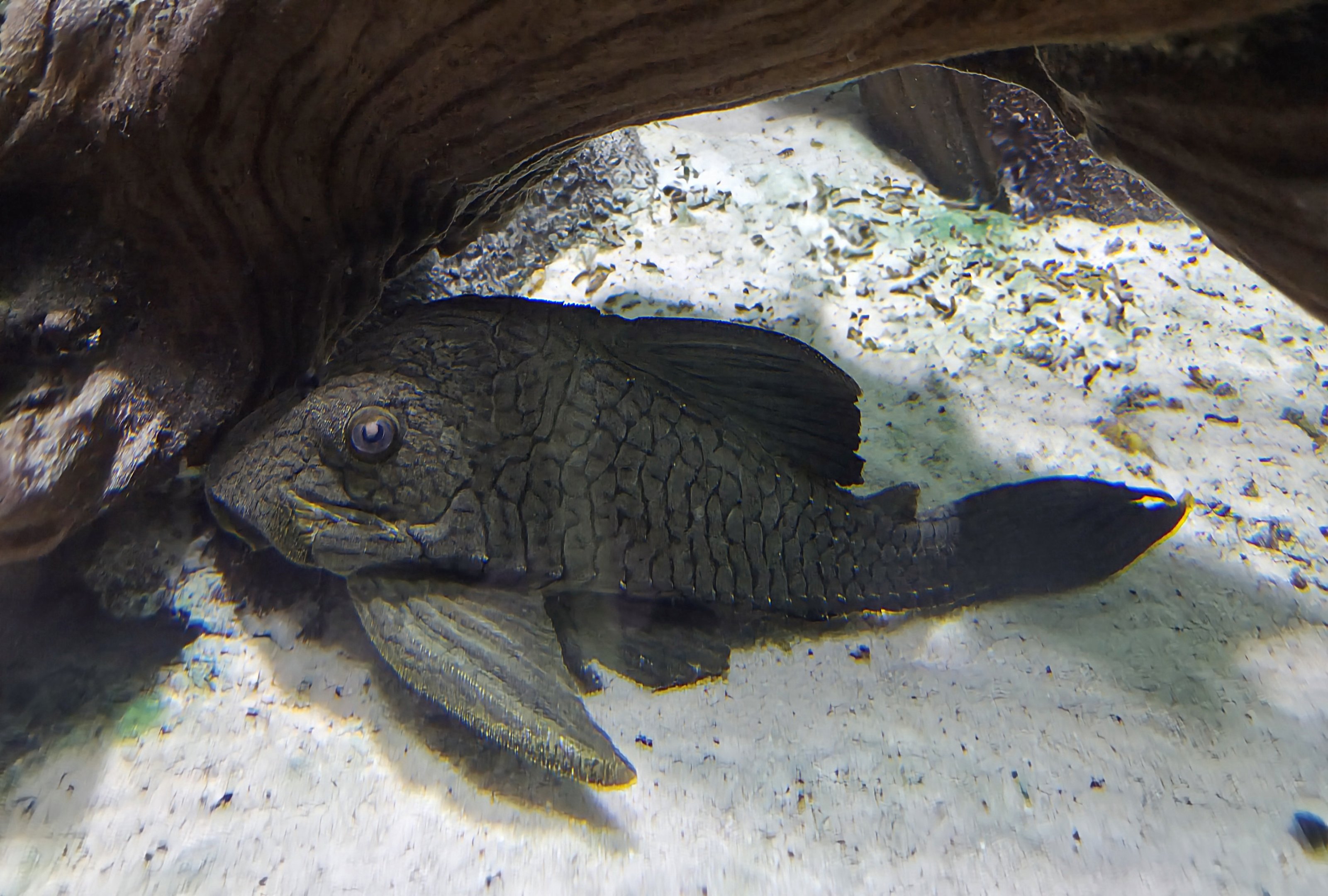 Unknown Pleco. Can anyone identify? Thank you