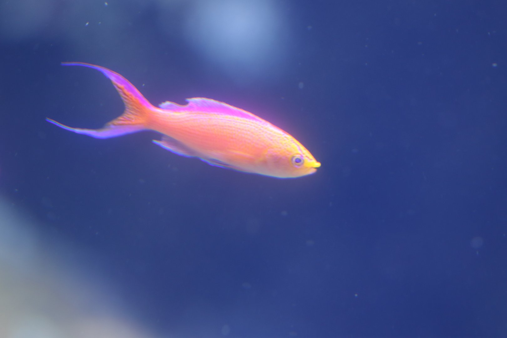 Unknown Pseudanthias