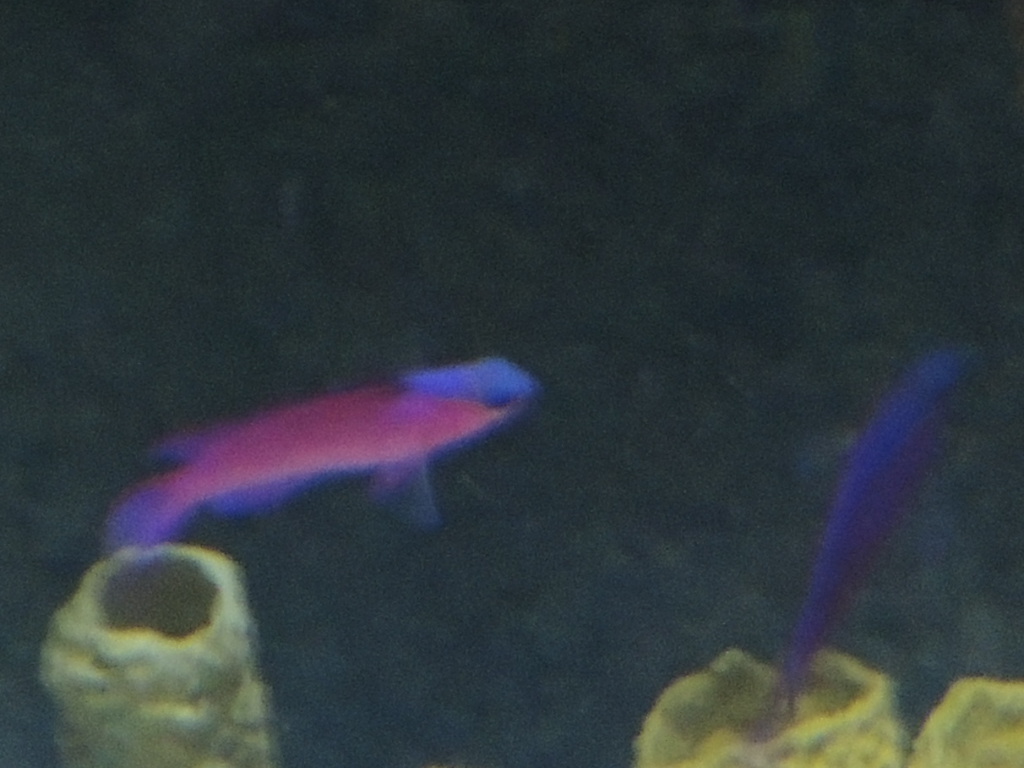 unknown purple fish