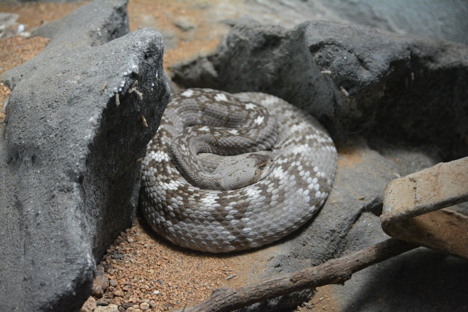 Unknown Rattlesnake - Reptilandia Reptile Lagoon