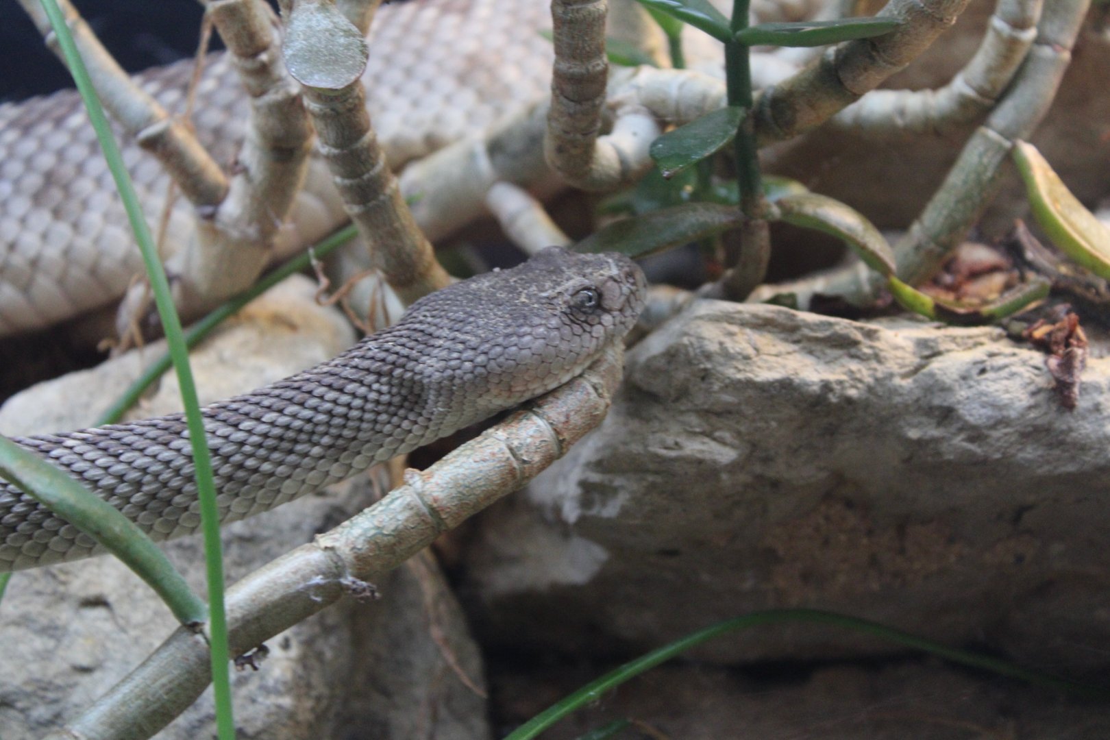 Unknown Rattlesnake Species