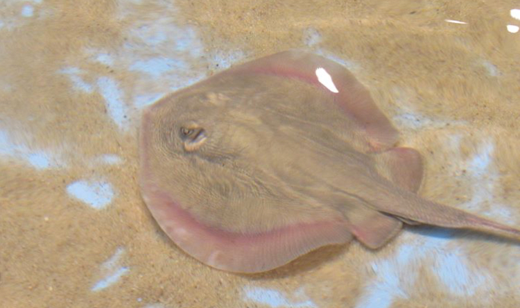 Unknown ray species
