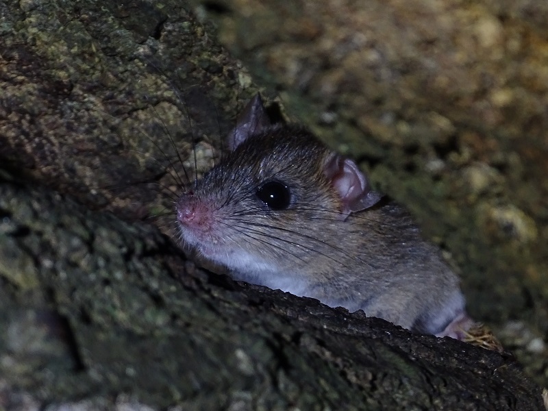 Unknown rodent (likely Rattus sp.)