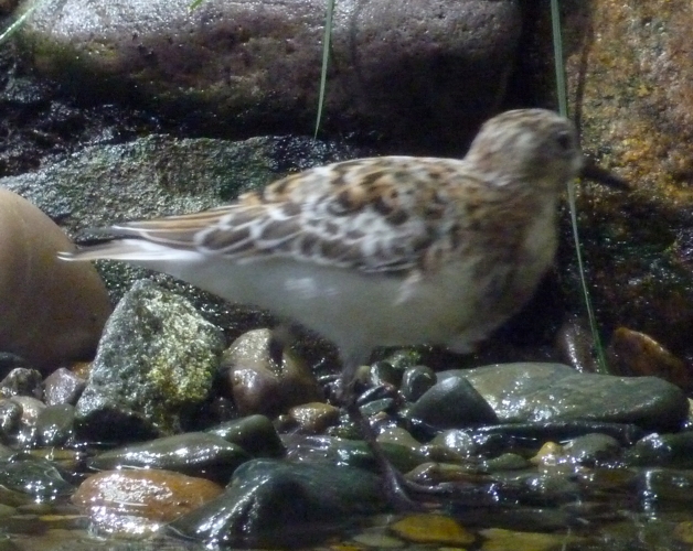 Unknown sandpiper