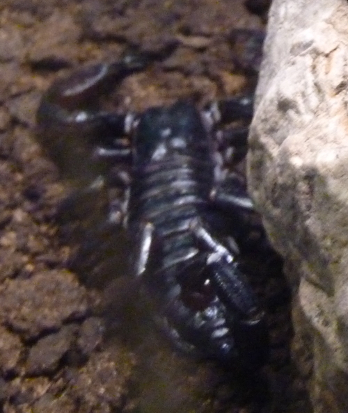 Unknown scorpion, Pandinus or Heterometrus?